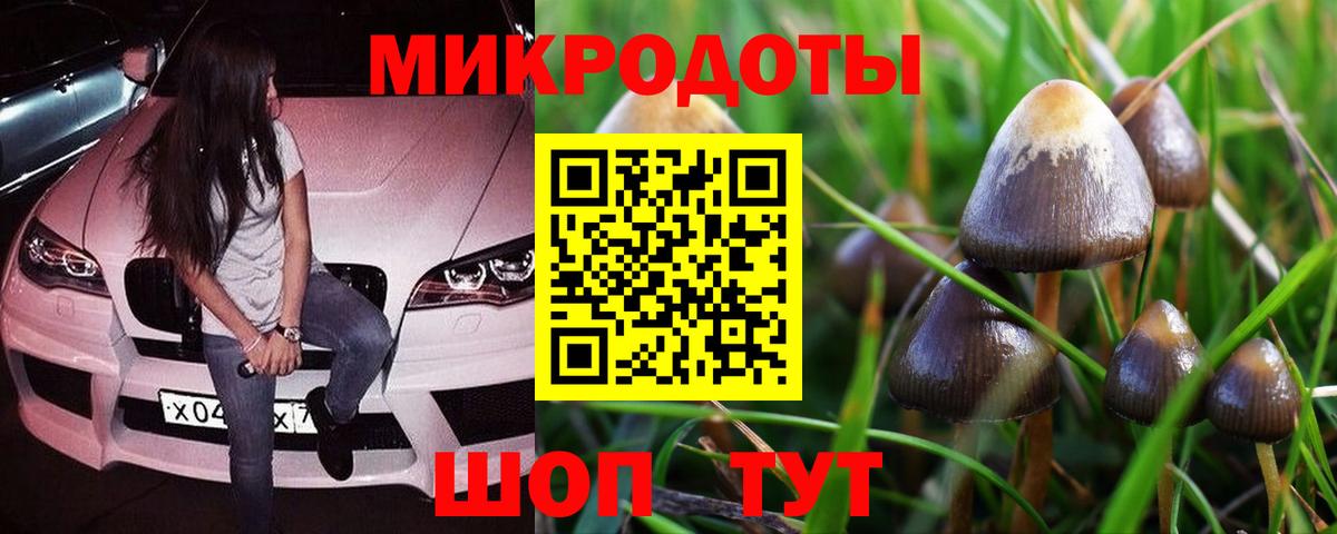 Галлюциногенные грибы Psilocybe Киржач